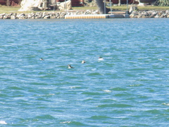Mergus merganser