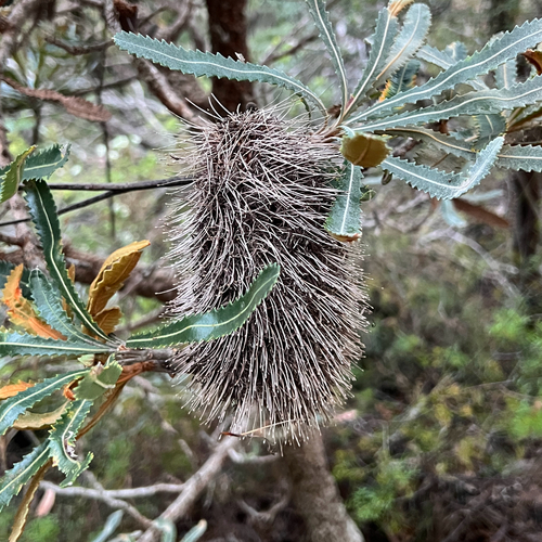 Banksia aemula