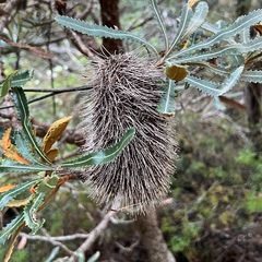 Banksia aemula