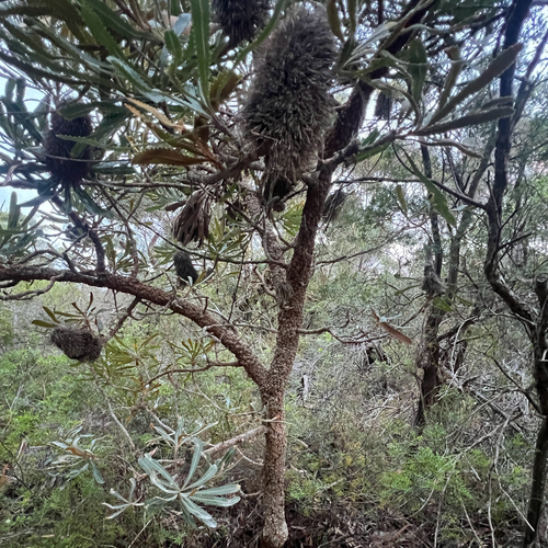 Banksia aemula, photograph 1
