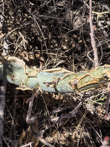 Bursera fagaroides, photograph 5