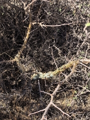 Bursera fagaroides, photograph (c) M. Socorro González Elizondo, some rights reserved (CC BY-SA)