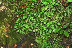Lagenophora strangulata
