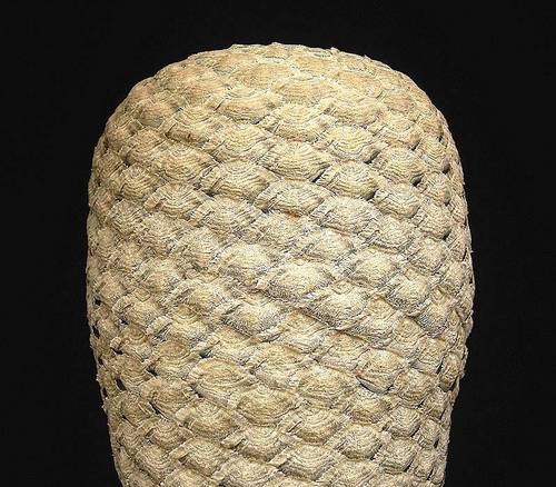 Euphorbia piscidermis