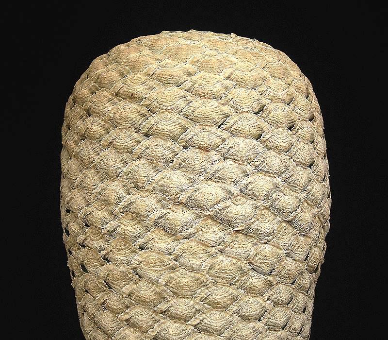 Euphorbia piscidermis