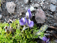Lupinus microphyllus