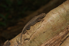 Sceloporus squamosus