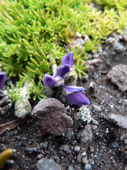 Lupinus microphyllus