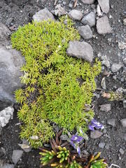 Lupinus microphyllus