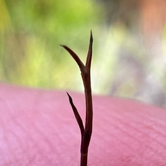 Baloskion tetraphyllum, photograph (c) James K. Douch, some rights reserved (CC BY-SA)