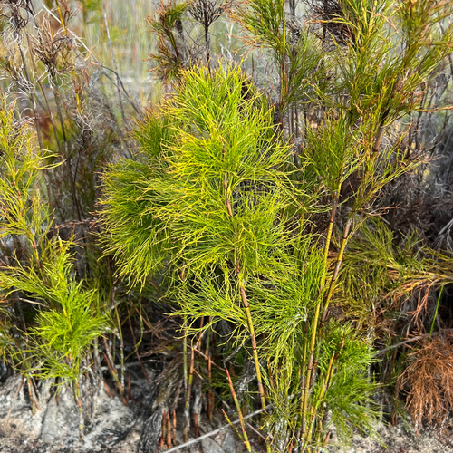 Baloskion tetraphyllum, photograph 3