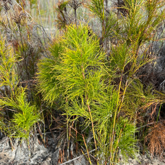 Baloskion tetraphyllum, photograph (c) James K. Douch, some rights reserved (CC BY-SA)