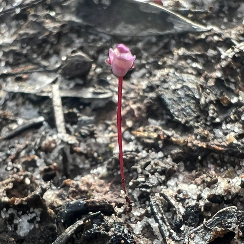 Utricularia lateriflora, photograph 6