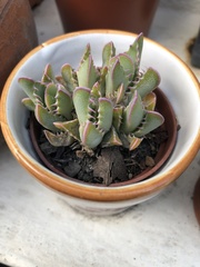 Faucaria