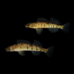 Chesapeake Logperch photo 2