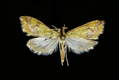 Choristostigma plumbosignalis