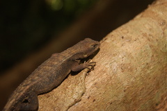 Sceloporus squamosus