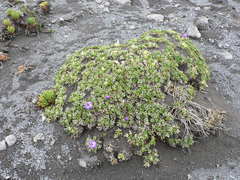 Nototriche phyllanthos