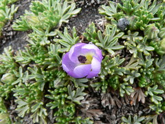 Nototriche phyllanthos