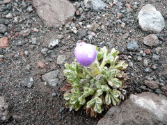 Nototriche phyllanthos