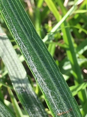 Liatris pycnostachya