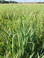 Liatris pycnostachya