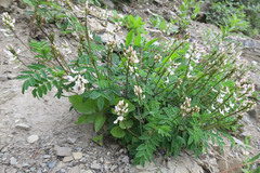 Astragalus robbinsii