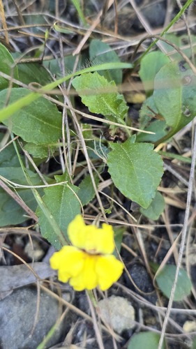 Goodenia hederacea, photograph 6