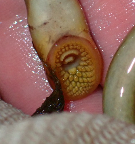 Ohio lamprey (Ichthyomyzon bdellium) — Petromyzontidae — 3