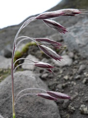 Bromus lanatus