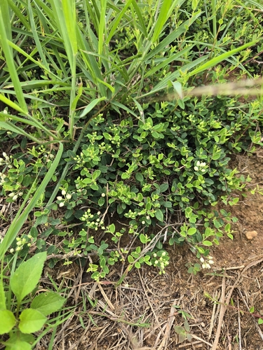 Berchemia lineata, photograph 5