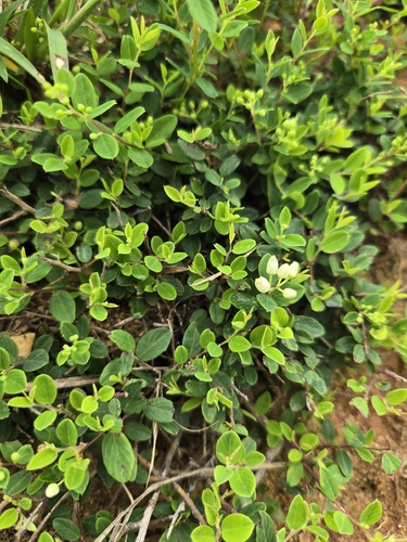 Berchemia lineata, photograph 6