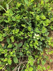 Berchemia lineata, photograph (c) jimmy, some rights reserved (CC BY)