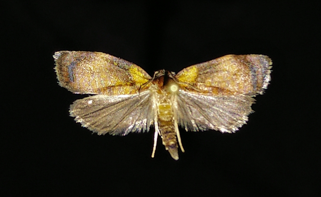 Sparganothis flavibasana