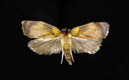 Sparganothis flavibasana