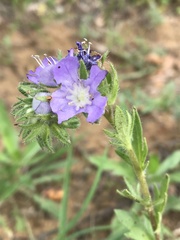 Phacelia patuliflora