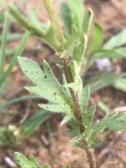 Phacelia patuliflora