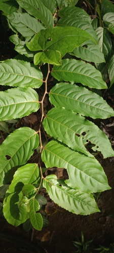 Banara guianensis, 2026-04-25