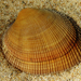 Pacific Littleneck Clam - Photo (c) C. Mallory, some rights reserved (CC BY-NC), uploaded by C. Mallory