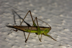 Conocephalus goianus