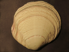 Semele decisa