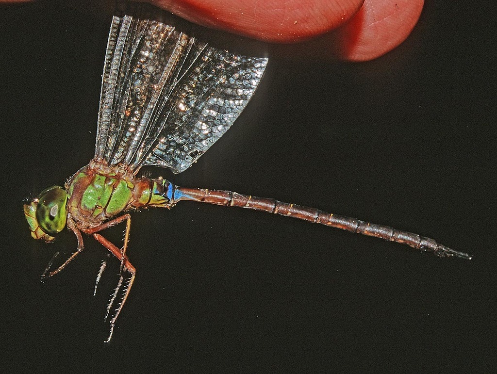 Gynacantha klagesi