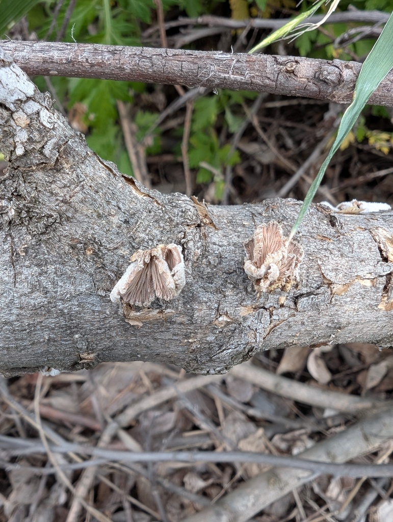 Schizophyllum commune · May 2026 · photo: © atsushi_nakajima_cirque (iNaturalist, cc-by)