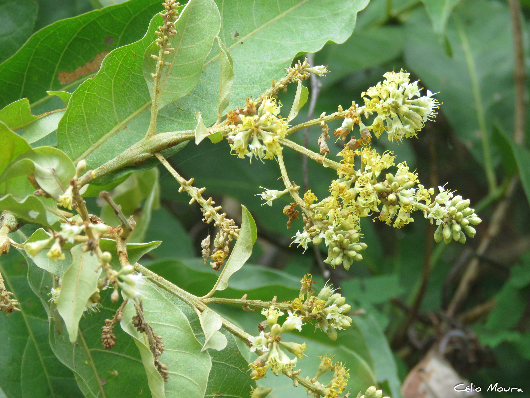 Combretum leprosum