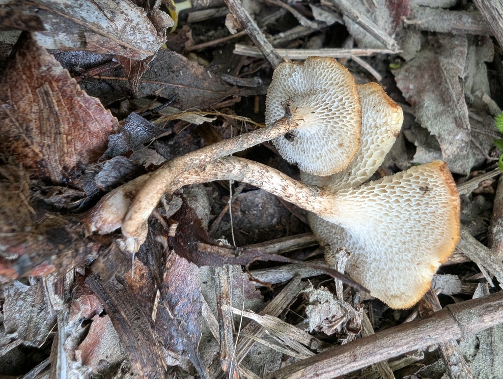 Lentinus arcularius · May 2026 · photo: © atsushi_nakajima_cirque (iNaturalist, cc-by)