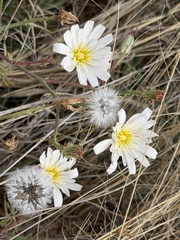 (c) Ian McFaul, some rights reserved (CC BY) Calycoseris wrightii, photograph (c) Ian McFaul, some rights reserved (CC BY)