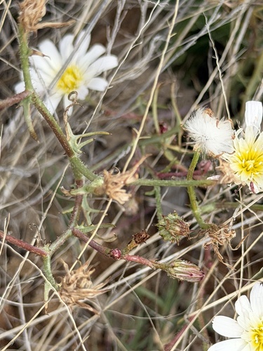 Calycoseris wrightii, photograph 5