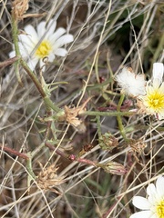 (c) Ian McFaul, some rights reserved (CC BY) Calycoseris wrightii, photograph (c) Ian McFaul, some rights reserved (CC BY)