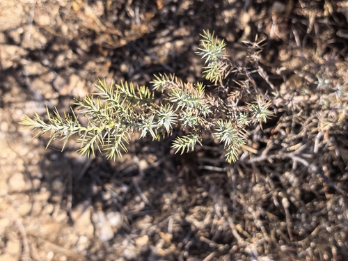 Redberry juniper (Juniperus coahuilensis)