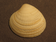 Chione undatella